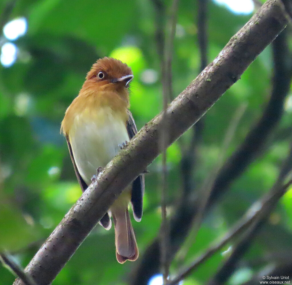 Bright-rumped Attilaadult