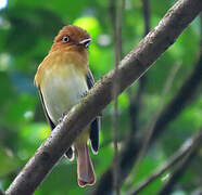 Bright-rumped Attila