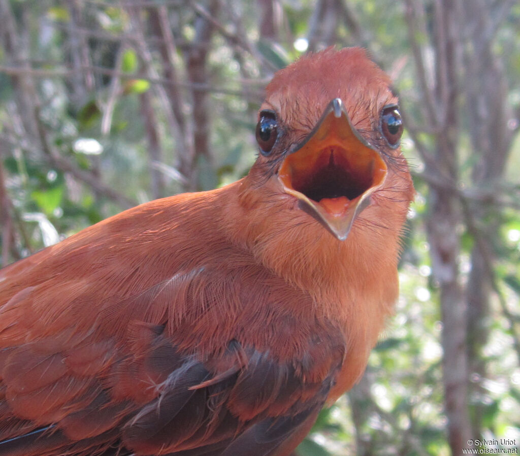 Cinnamon Attilaadult