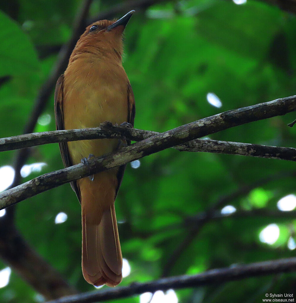 Cinnamon Attilaadult