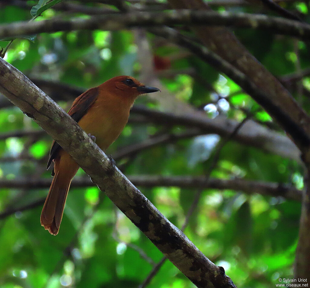 Cinnamon Attilaadult