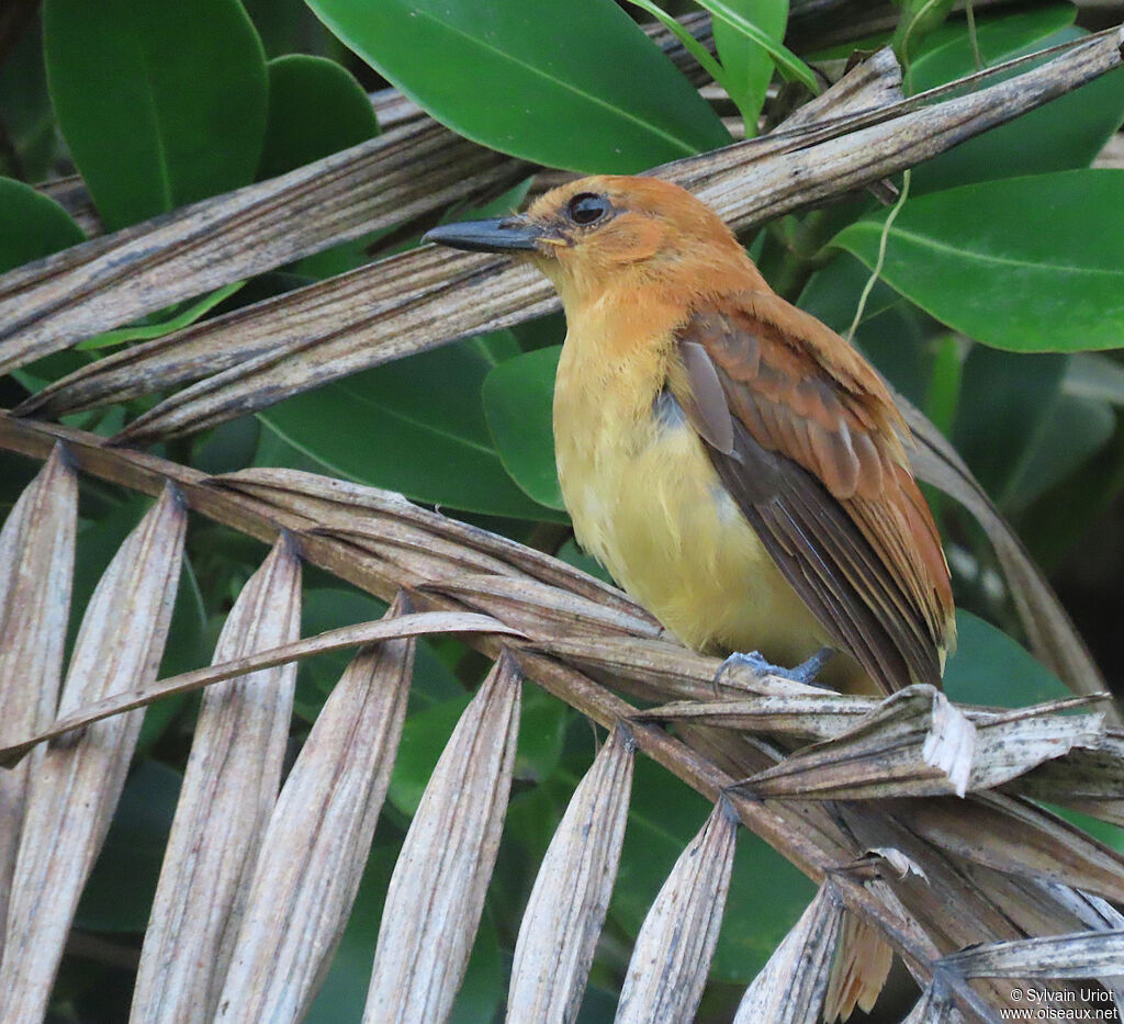 Cinnamon Attilajuvenile