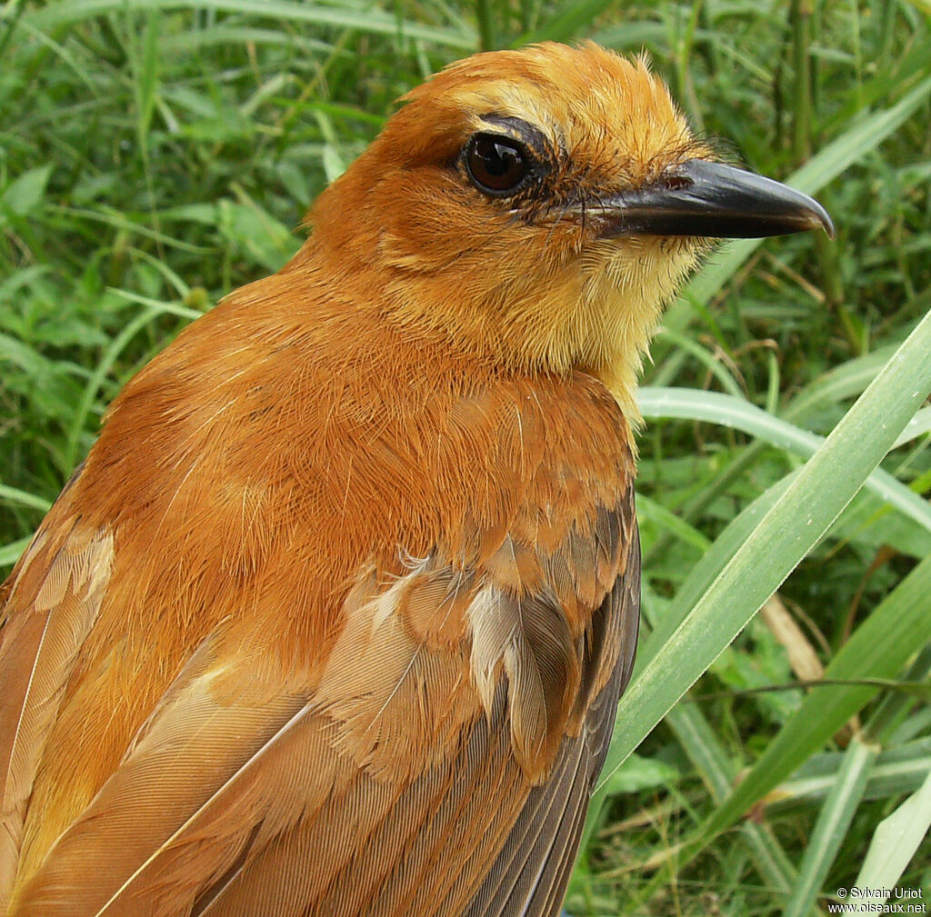 Cinnamon Attilaadult