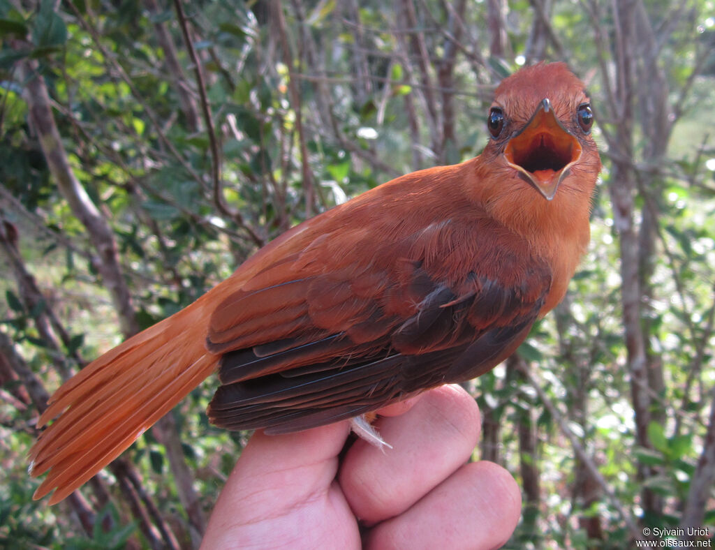 Cinnamon Attilaadult