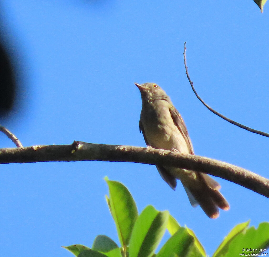 Cinereous Mourneradult