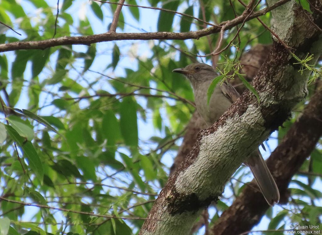 Greyish Mourneradult