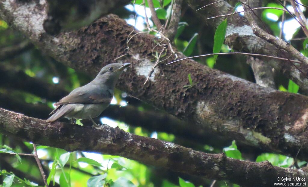 Greyish Mourner female adult