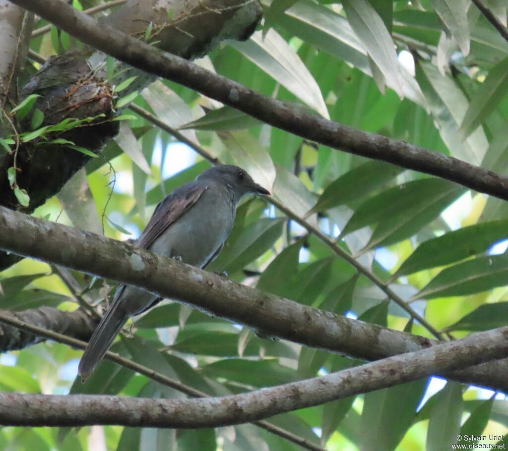 Greyish Mourner female adult