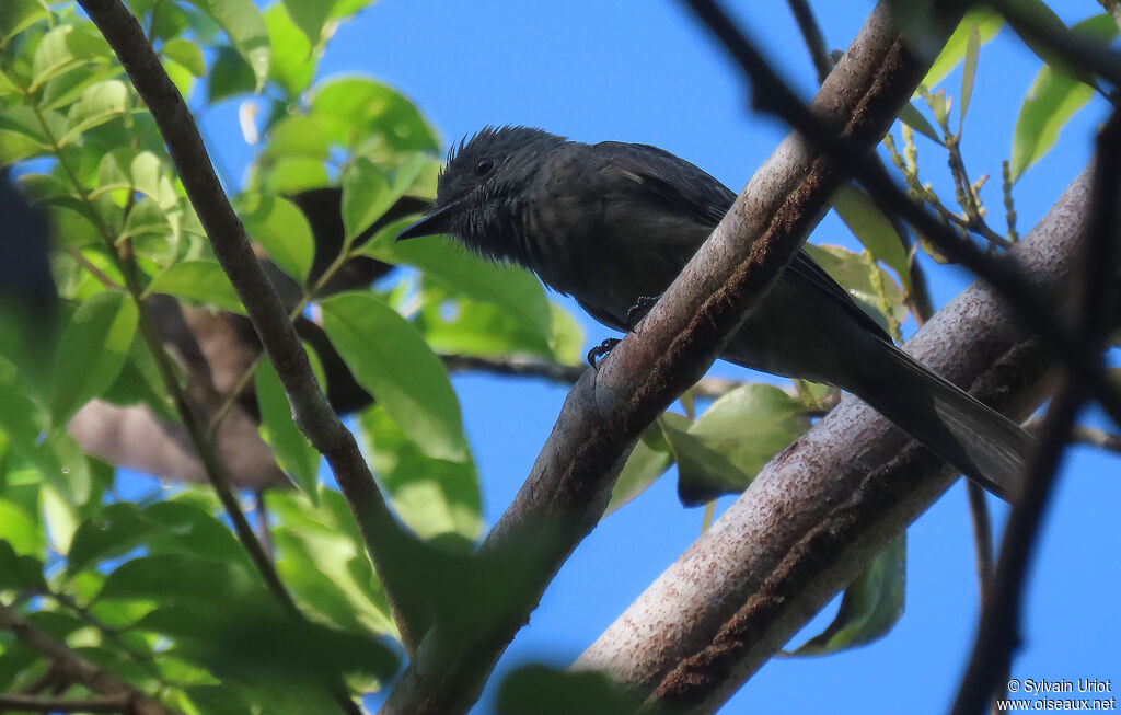 Greyish Mourner male adult