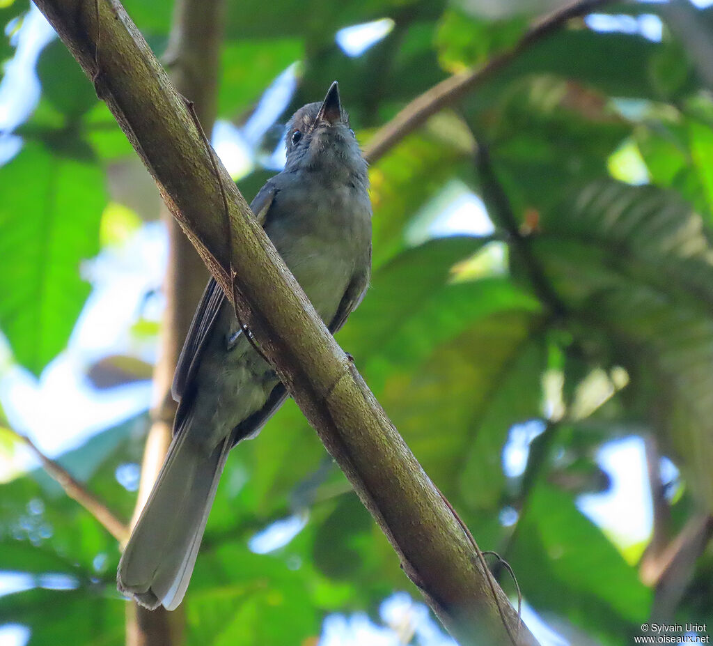 Greyish Mourner male adult