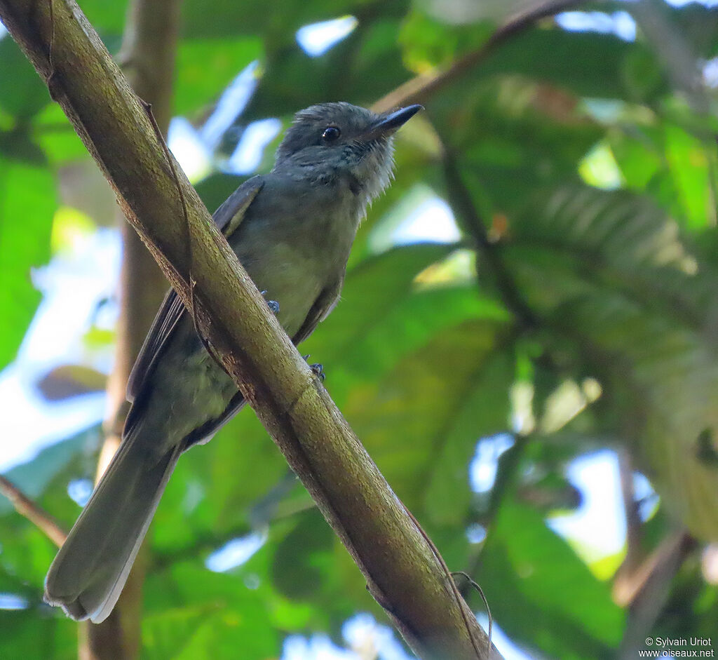 Greyish Mourner male adult