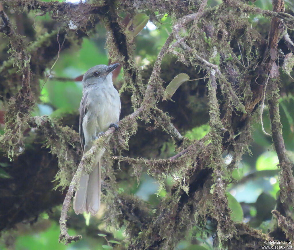 Greyish Mourneradult