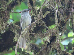 Greyish Mourner