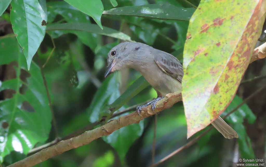 Greyish Mourneradult