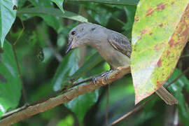 Greyish Mourner