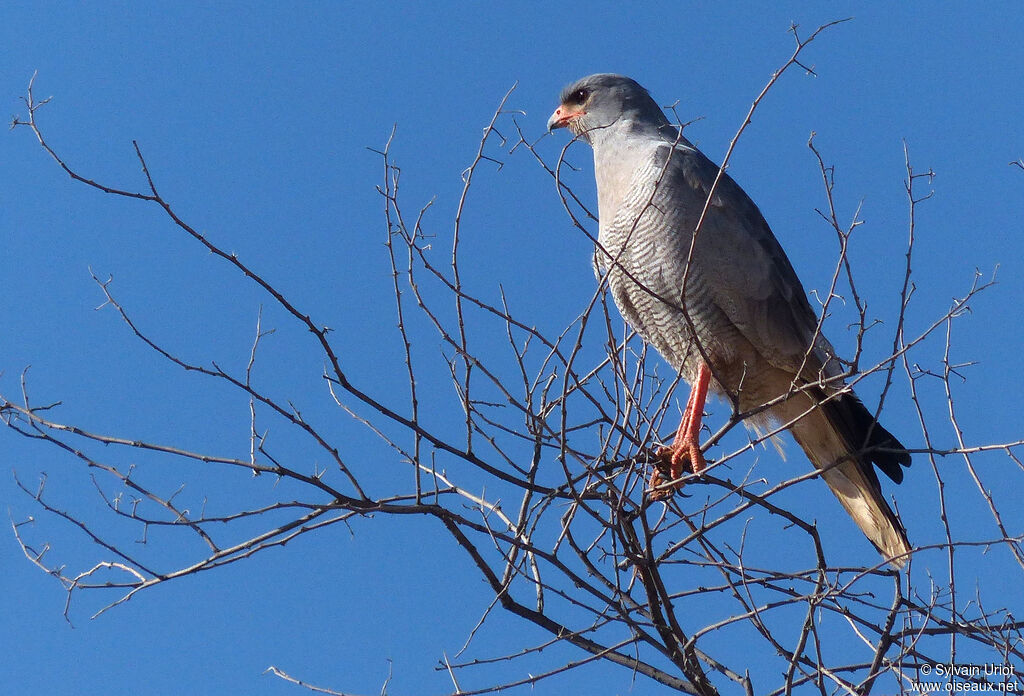 Pale Chanting Goshawkadult