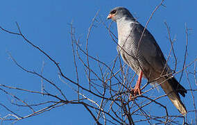 Pale Chanting Goshawk