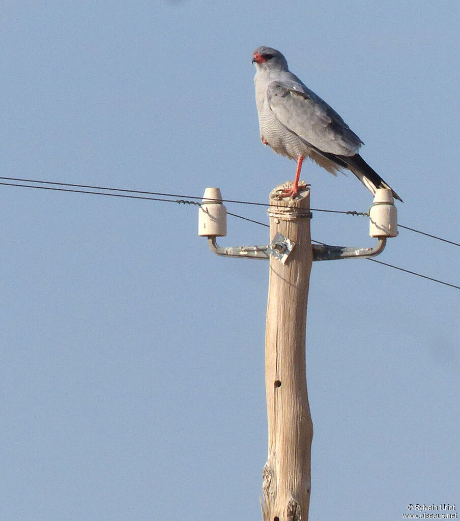 Pale Chanting Goshawkadult