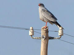 Pale Chanting Goshawk