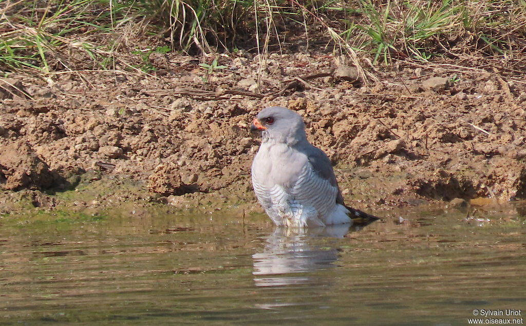 Autour gabaradulte