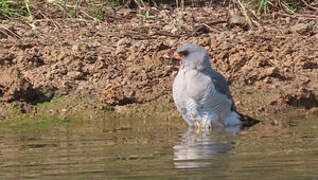 Gabar Goshawk