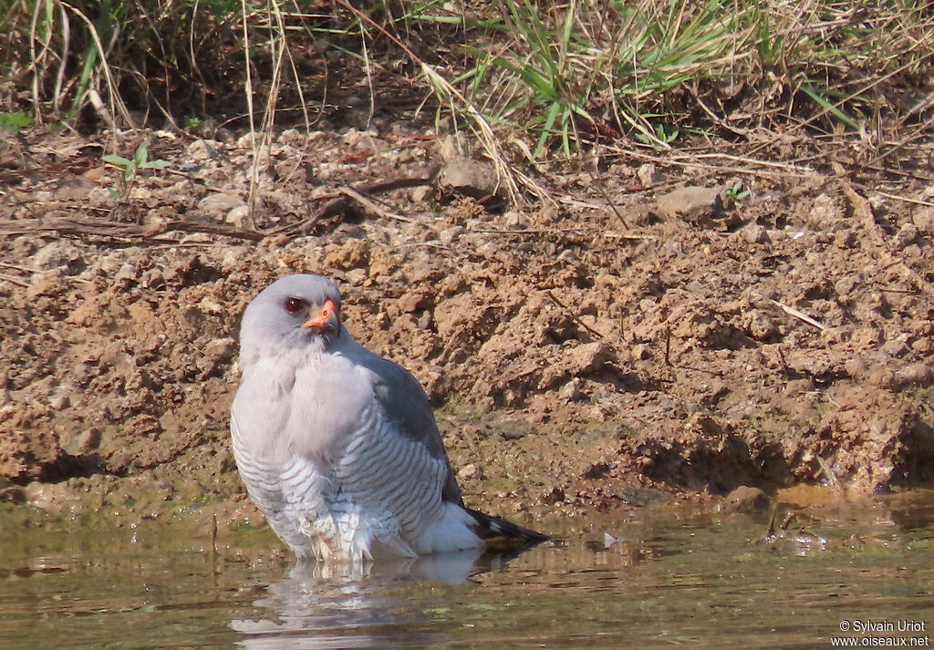 Autour gabaradulte