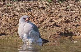 Gabar Goshawk