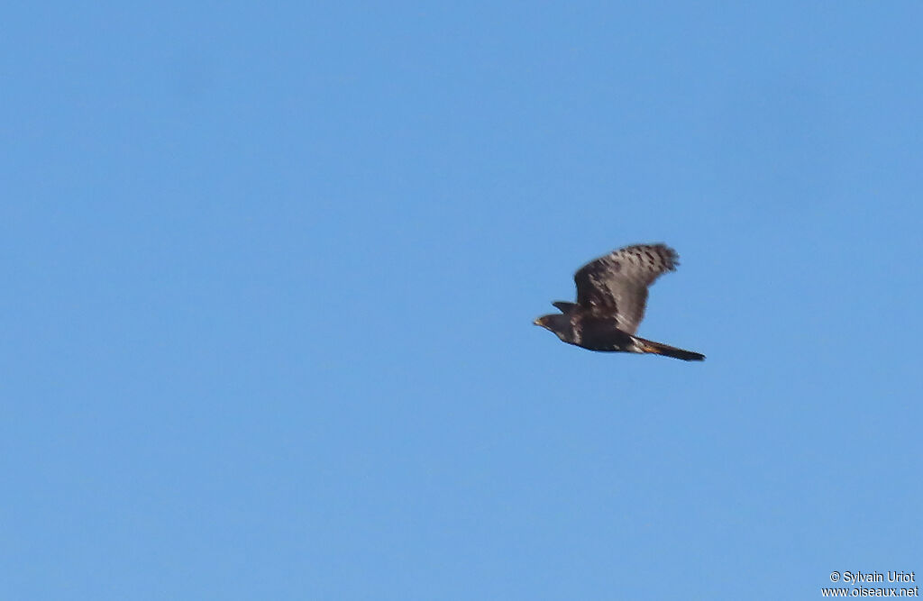 Black Sparrowhawkadult