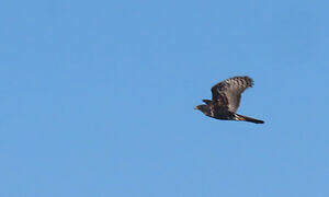 Black Sparrowhawk