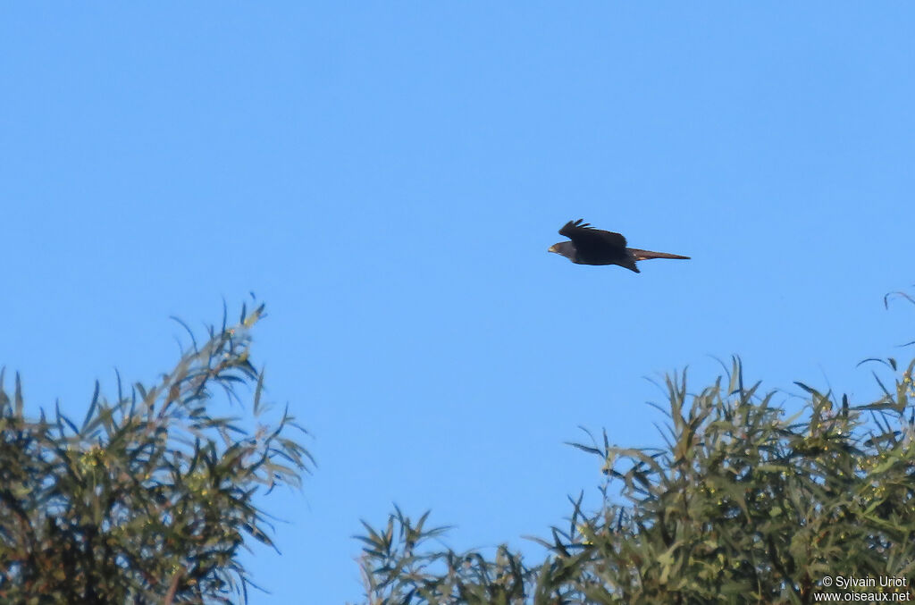 Black Sparrowhawkadult