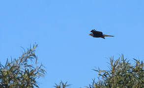 Black Sparrowhawk