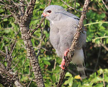 Lizard Buzzard