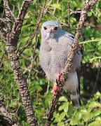 Lizard Buzzard