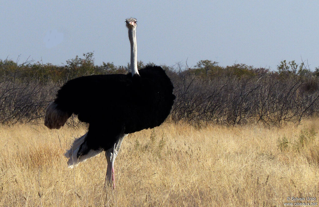 Common Ostrich male adult