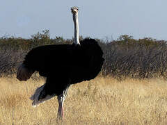 Common Ostrich