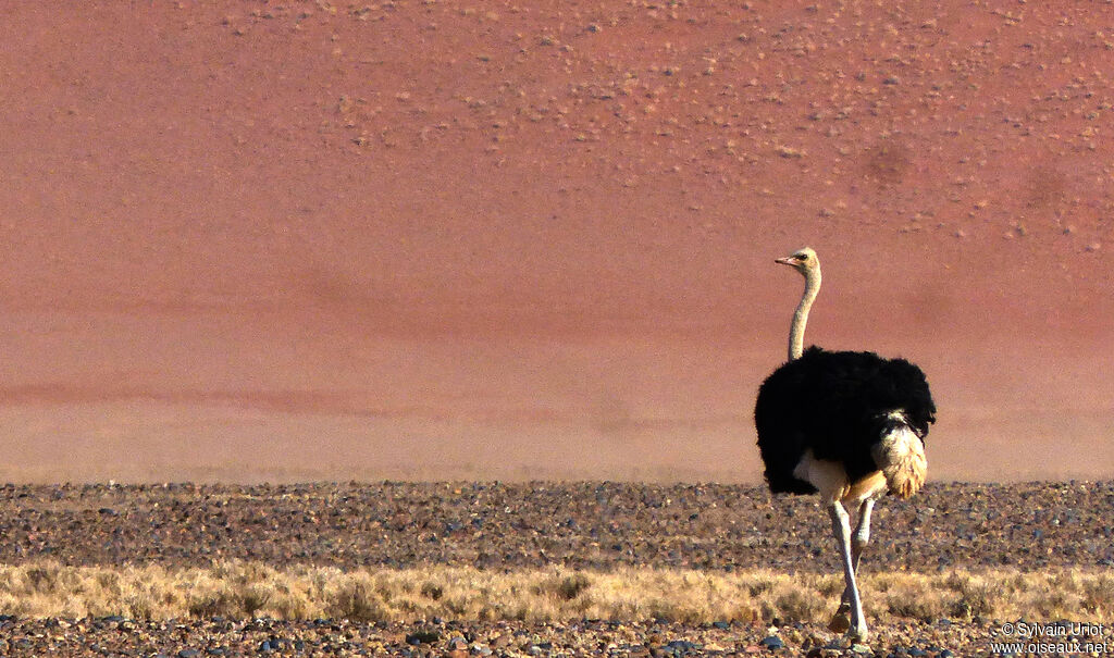 Common Ostrich male adult