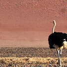 Autruche d'Afrique