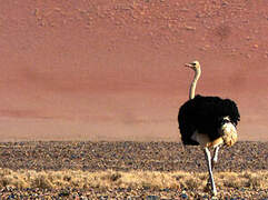 Common Ostrich