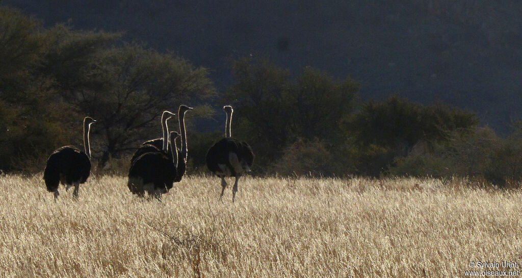 Common Ostrich