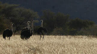 Common Ostrich