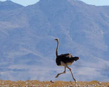 Common Ostrich