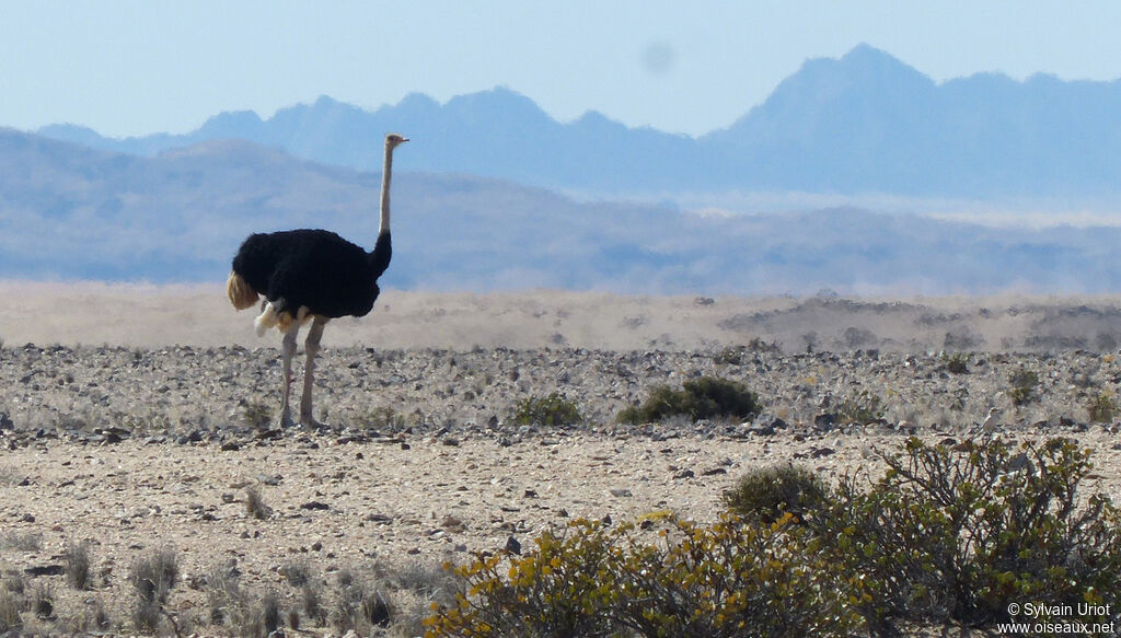 Common Ostrich