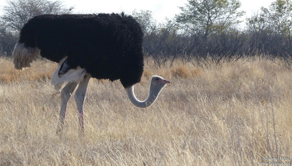 Common Ostrich