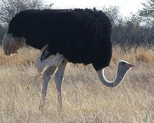 Common Ostrich