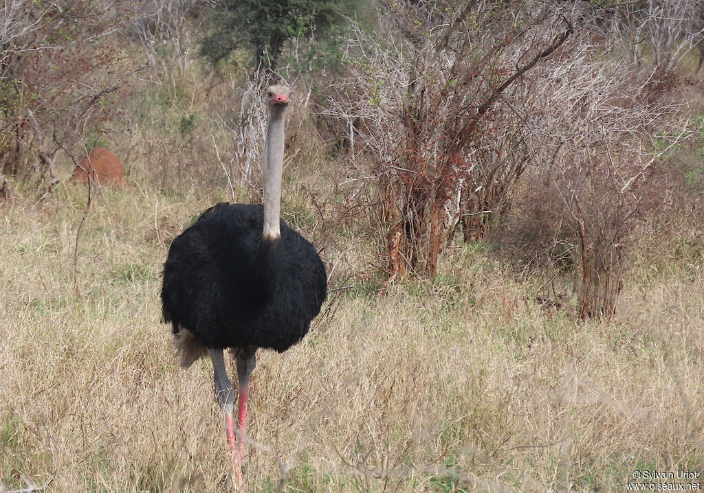 Common Ostrich male adult