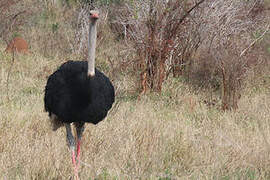 Common Ostrich