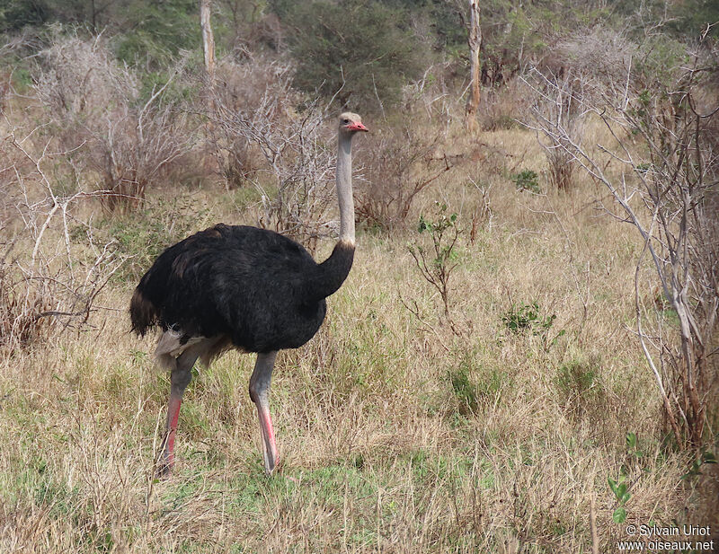 Common Ostrich male adult