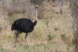 Common Ostrich