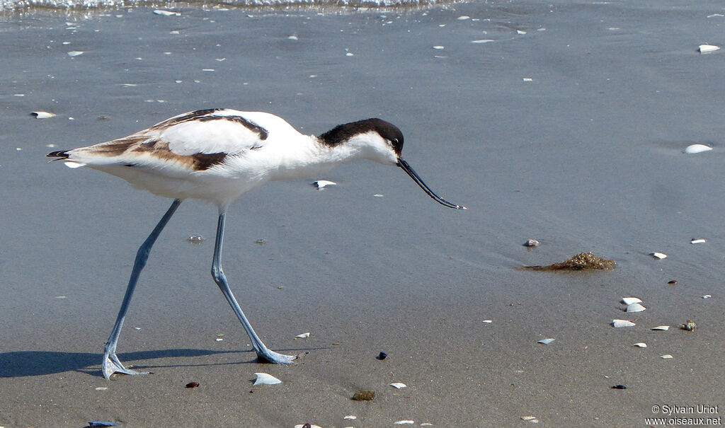 Avocette éléganteimmature