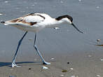 Avocette élégante